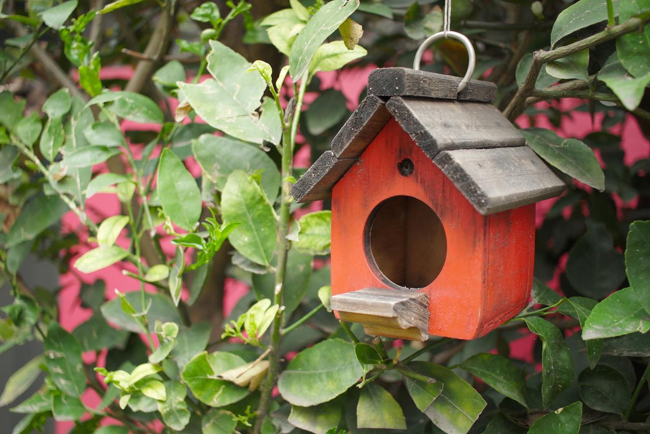 Colibri B&B, Mexico City